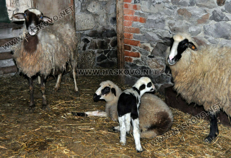 Стадата намаляват, агнешкото поскъпва