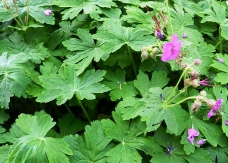 Слънце и облаци се редуват днес