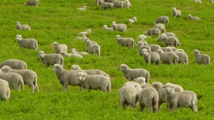 Обичай "Премуз" се пресъздаде в пернишкото село Богданов дол