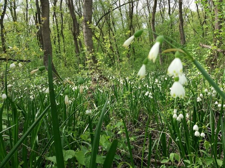 През април експерти на РИОСВ са проверявали находищата на блатно кокиче 