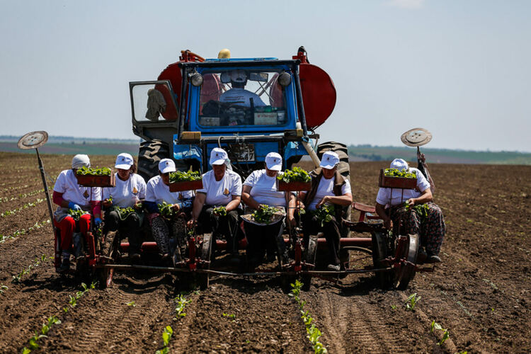 Разсаждането на тютюна за 2022 г в България стартира