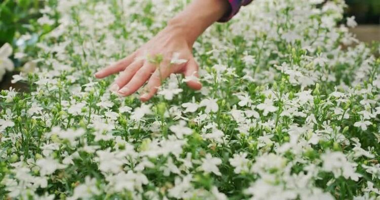 Растенията наистина откликват на нашите докосвания