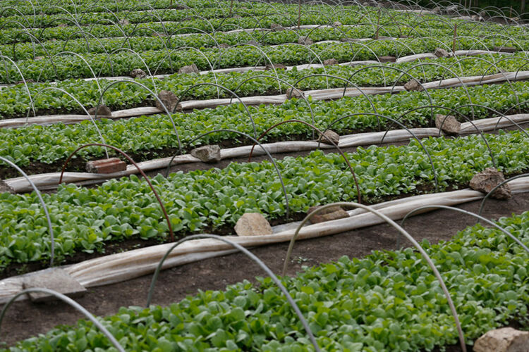 Разсаждането на тютюна за 2022 г в България стартира