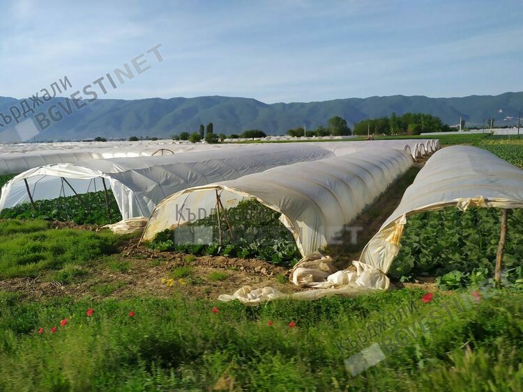 Продадохме оранжериите си за скрап на македонците, сега те ни предлагат домати на десеторно по-висока цена