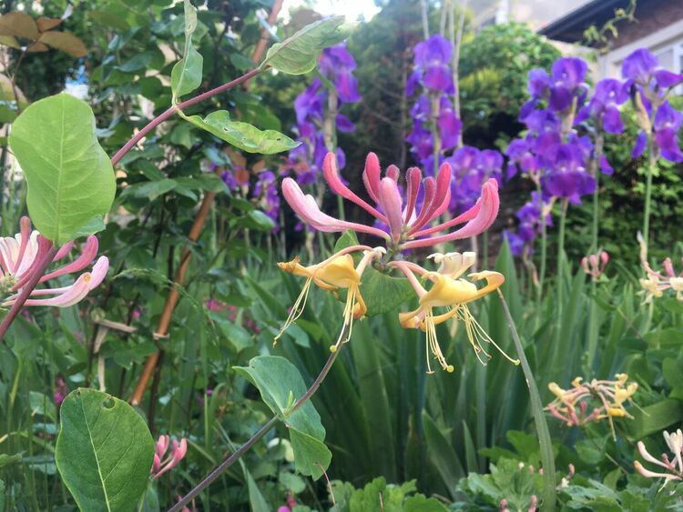 Жега днес, гръмотевици през уикенда