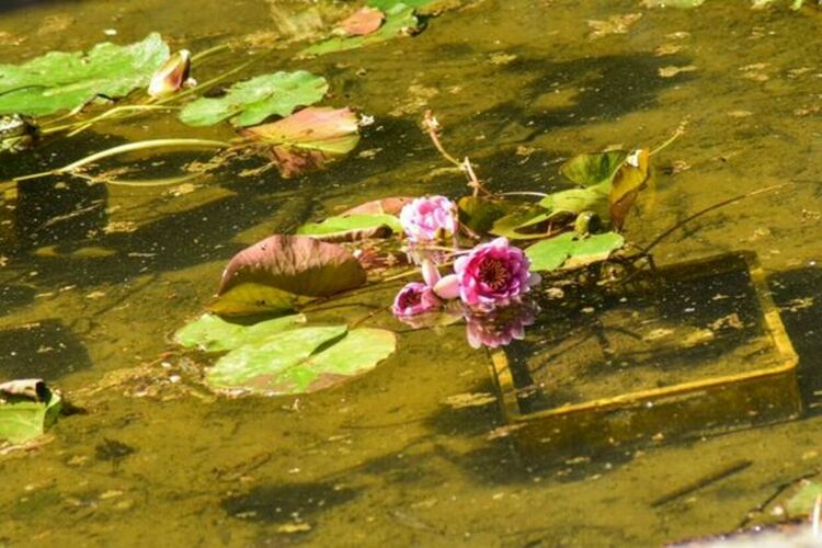 До няколко седмици езерото в Централния градски парк ще бъде отново зарибено със стотици малки шаранчета