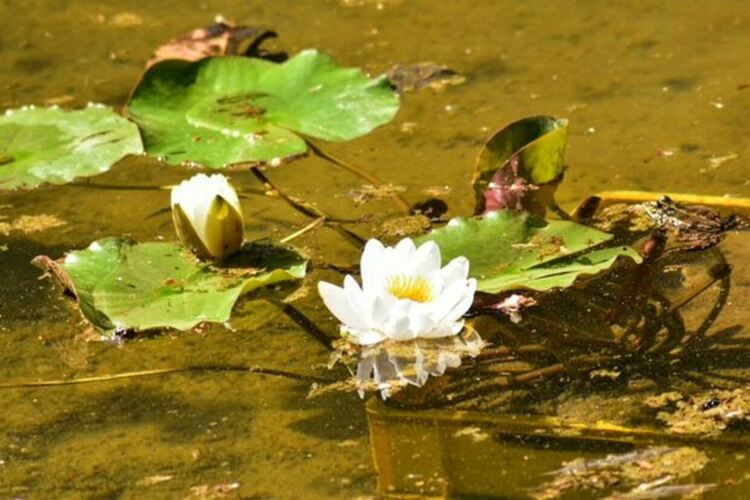 До няколко седмици езерото в Централния градски парк ще бъде отново зарибено със стотици малки шаранчета