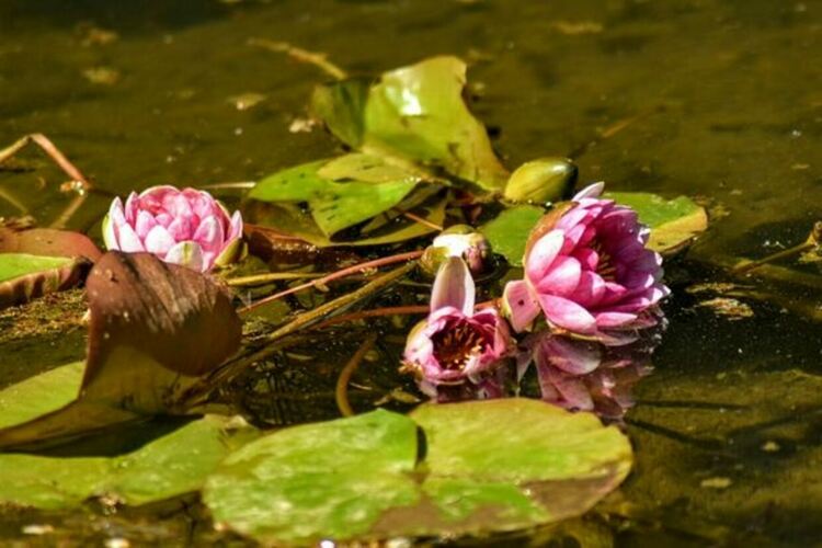 До няколко седмици езерото в Централния градски парк ще бъде отново зарибено със стотици малки шаранчета