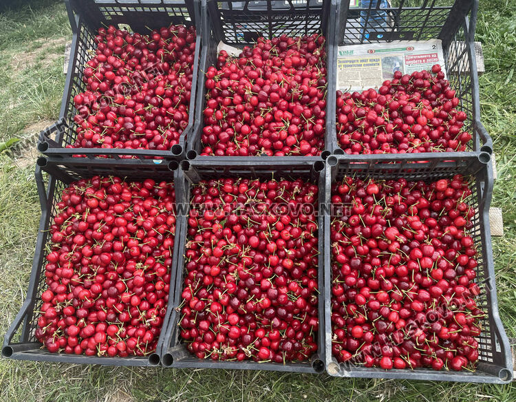 15 лева са първите череши от Крепост