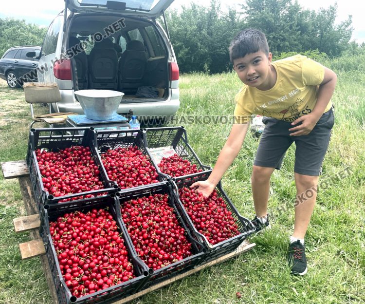 15 лева са първите череши от Крепост