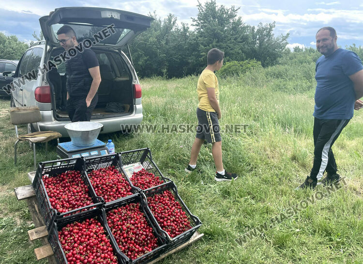 15 лева са първите череши от Крепост