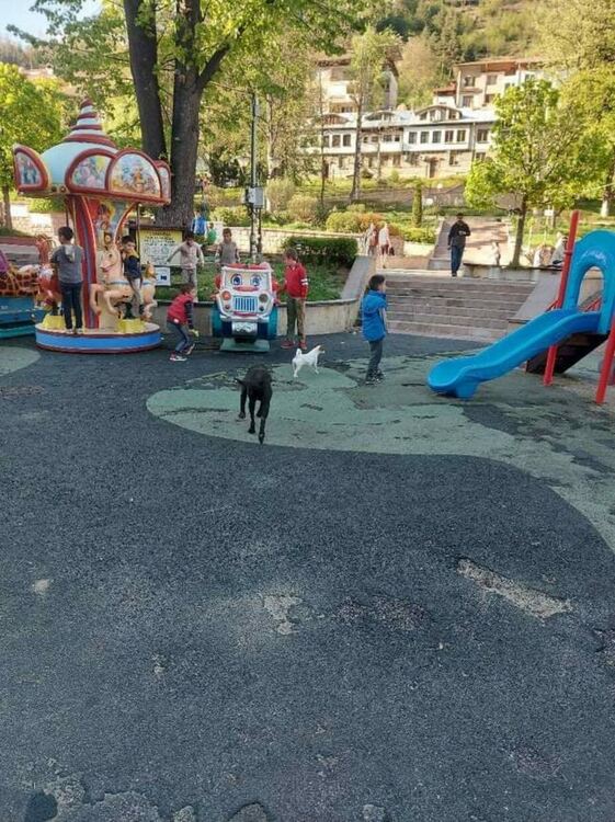 В Смолян тръгва подписка за решаване на проблема с бездомните кучета