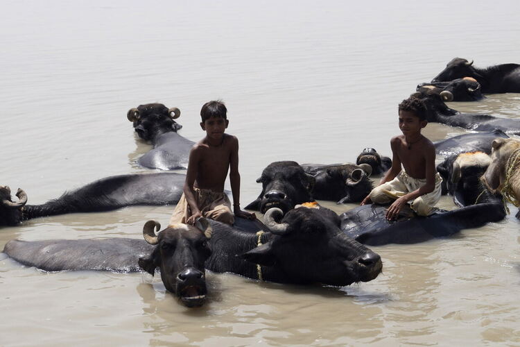 Момчетата се охлаждат в канал, докато горещата вълна продължава в Ларкана, Пакистан, 13 май 2022 г.  EPA/WAQAR HUSSAIN