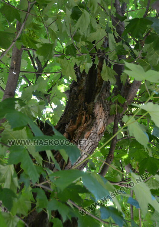 Хасковлийки се жалват от трева на тротоара, „Екопрогрес“ коси по график
