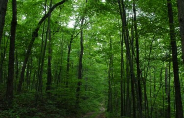 Третокласници от Брезник проведоха час на открито в горски разсадник