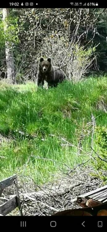Паника! Мечка пак слезе в Чепеларе, почти отиде на гости на зам.-кмета