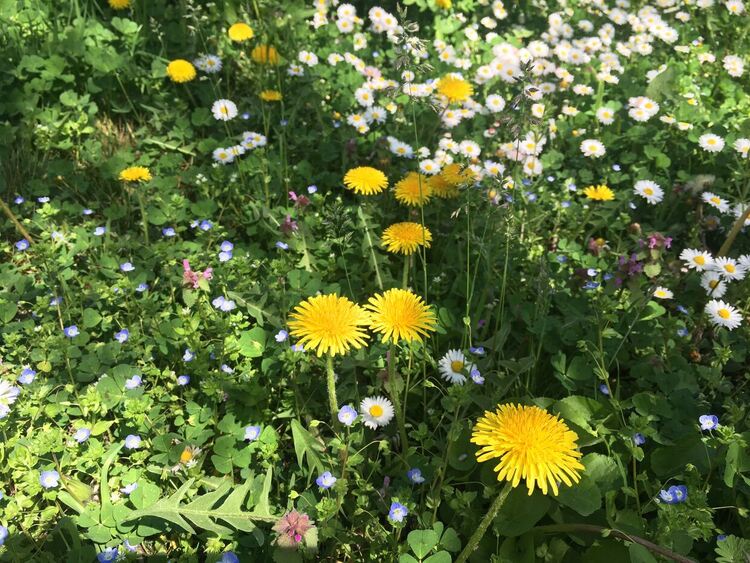 Слънчево в понеделник