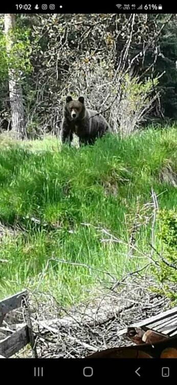 Искат разрешитено за отсрел на мечката в Чепеларе, в социалните мрежи зоозащитници се обединяват за спасяването на хищника