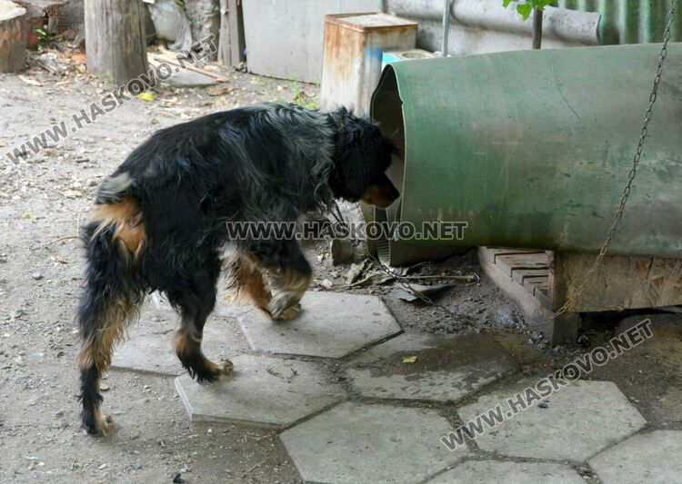 Два акта за хасковлия, отглеждал кучета и гълъби в и около блок