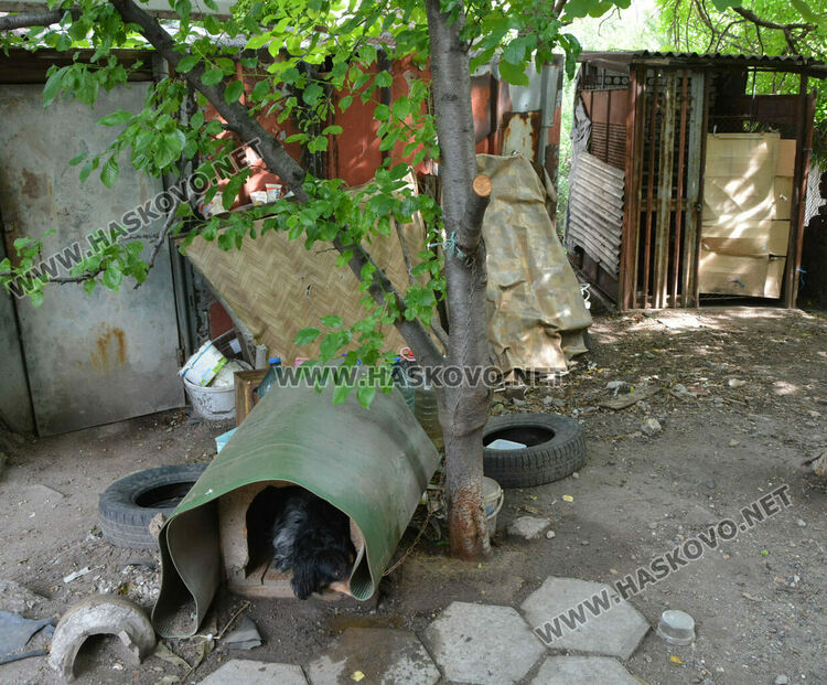 Два акта за хасковлия, отглеждал кучета и гълъби в и около блок