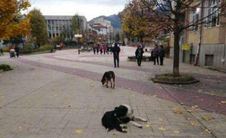 Община Смолян призовава граждани и зоодоброволци да се включат в преброяването на уличните кучета