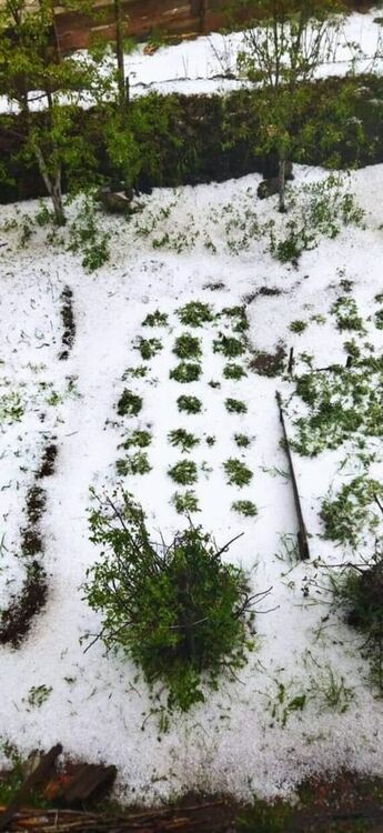 Благородно! В Мадан земеделец подарява на засегнатите от градушката разсад 