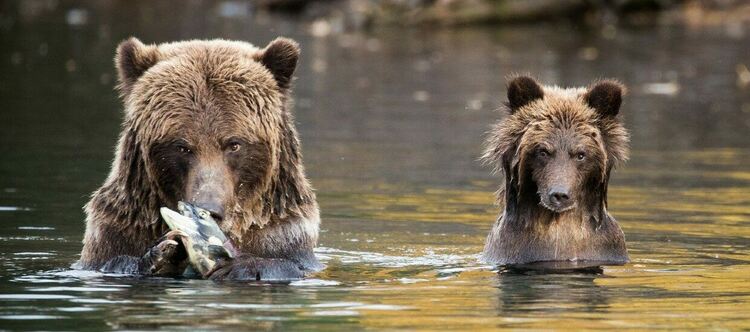 Уикенд на кученцата и сезон на мечките по VIASAT NATURE