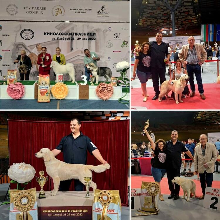 Породисти кучета от Харманли с титли от изложби, избраха и клубен шампион