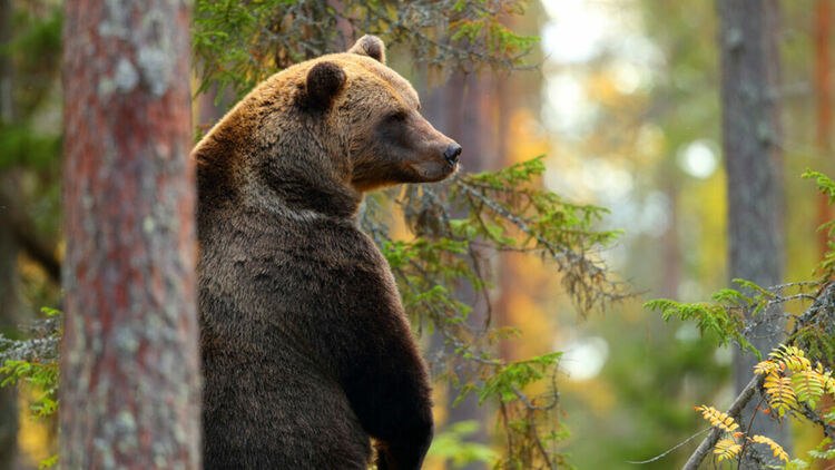 Липсата на храна в гората обуславя слизането на мечките в населените места, според зоолог