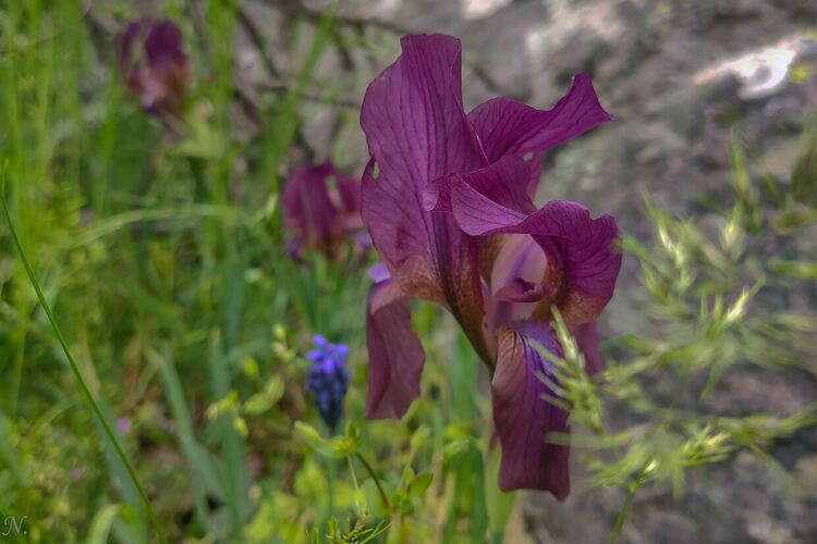 снимка : Нина Серафимова