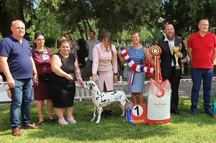 Бакарди се казва победителят в тазгодишната изложба за далматини