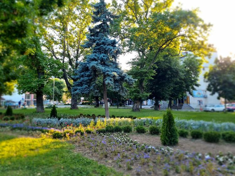 Около 7000 нови цветя преобразиха визията на зелените пространства в Асеновград 
