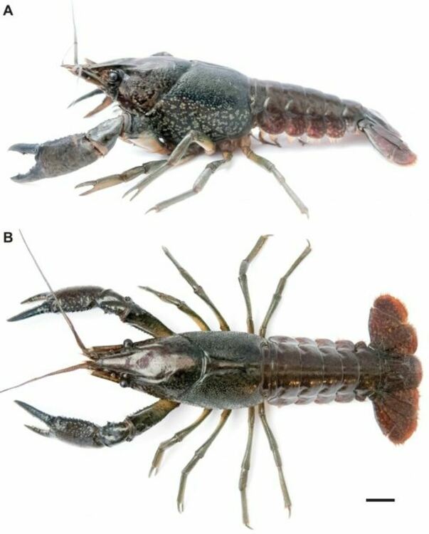 Procambarus virginalis. Кредит: Wikimedia Commons