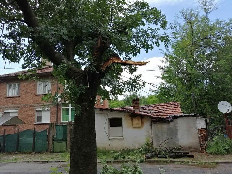 Бурята в Кърджали пречупи дърво на бул.“България“,чудо е че няма пострадали/снимки/