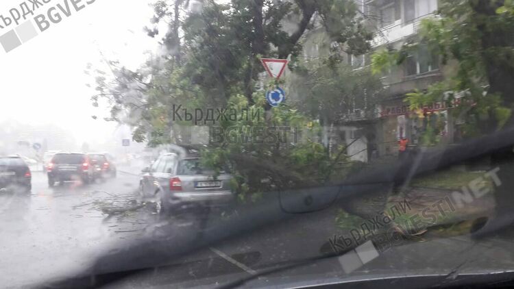 Бурята в Кърджали пречупи дърво на бул.“България“,чудо е че няма пострадали/снимки/