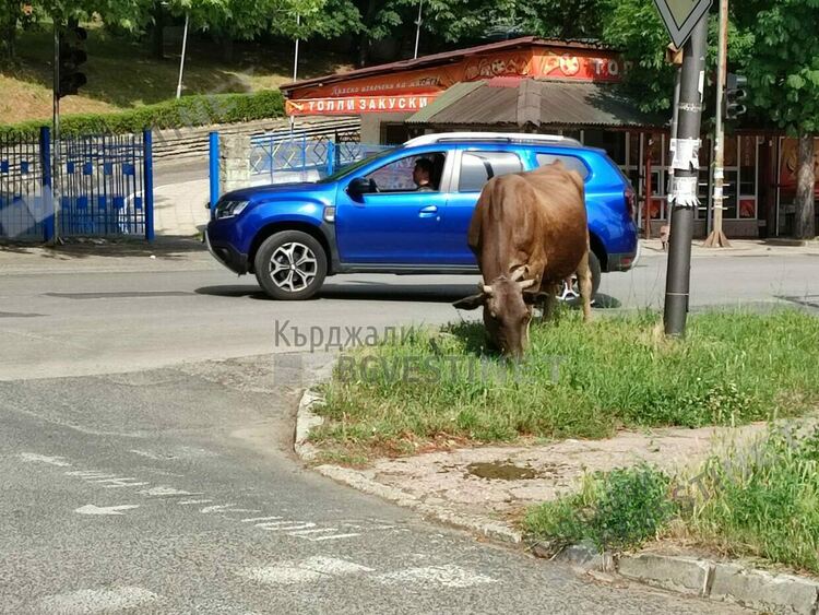 Крава „регулира” движението на най-оживеното кръстовище в Кърджали, „колегите” й от Пътна полиция нехаят