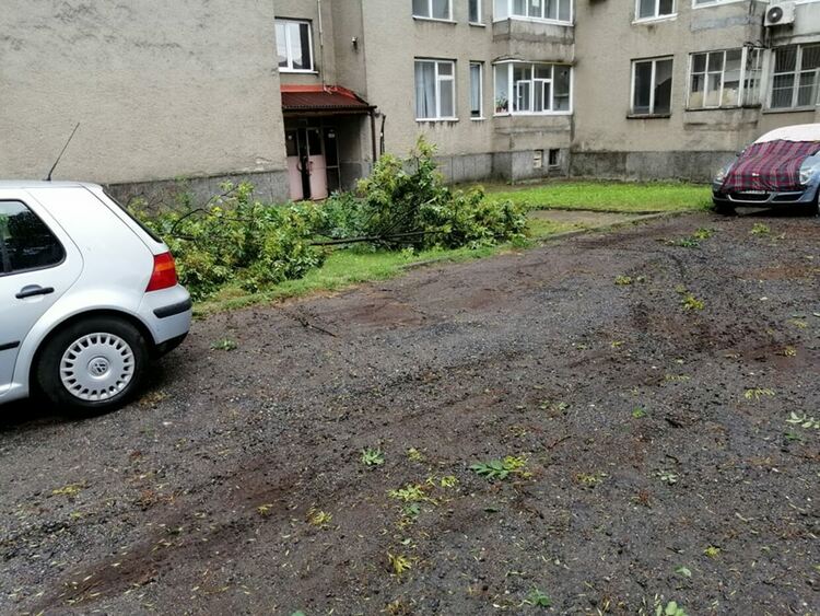 Бурята в Кърджали пречупи дърво на бул.“България“,чудо е че няма пострадали/снимки/
