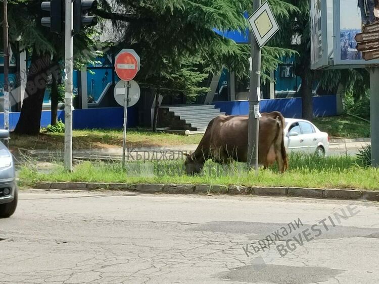 Крава „регулира” движението на най-оживеното кръстовище в Кърджали, „колегите” й от Пътна полиция нехаят