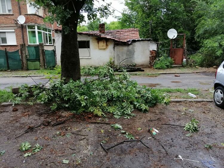 Бурята в Кърджали пречупи дърво на бул.“България“,чудо е че няма пострадали/снимки/