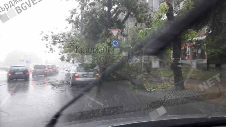 Бурята в Кърджали пречупи дърво на бул.“България“,чудо е че няма пострадали/снимки/
