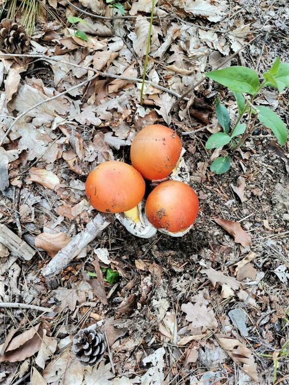 Внимание гъбари!Появиха се гъби булка