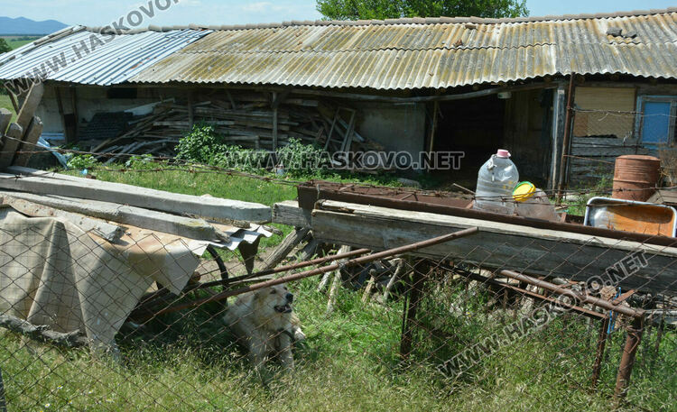 Многократно бил глобяван собственикът на кучето, нахапало детето