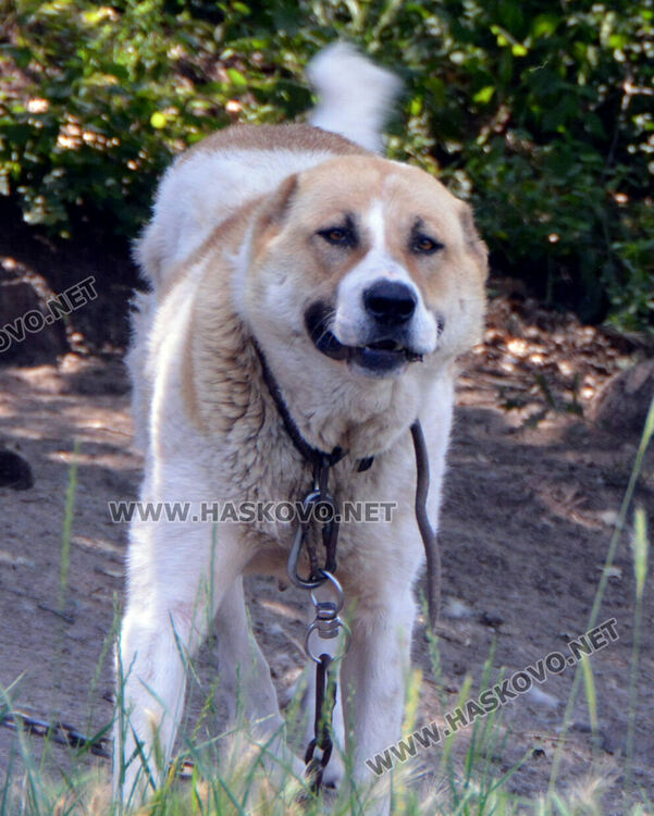 Едно от кучетата на Анастас