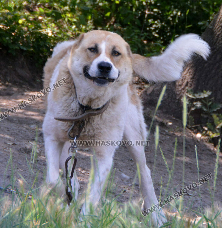 Многократно бил глобяван собственикът на кучето, нахапало детето