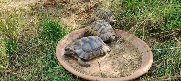Разкриха готвач на костенурки