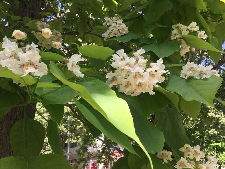 Предимно слънчево, превалявания на запад