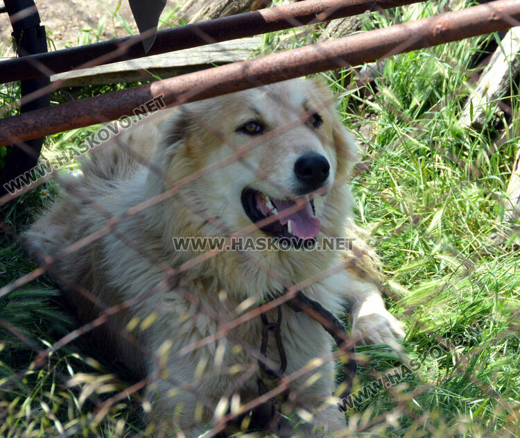 БАБХ на проверка във Въгларово, след инцидента с нахапаното от куче дете