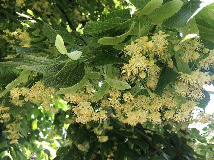 Преминава студен атмосферен фронт с валежи