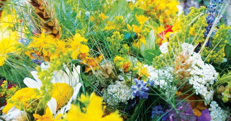 Девин отново ще е домакин на „Еньовден – фестивал на билките, цветята и екопродуктите от Родопите”