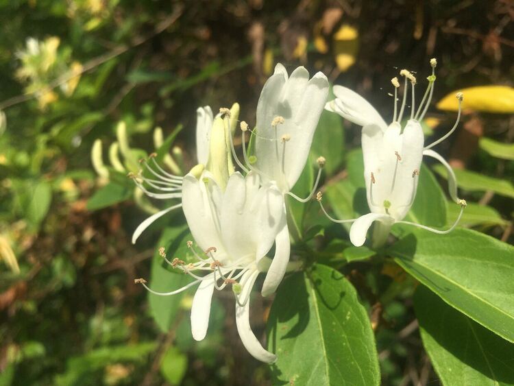 Слънчево в неделя